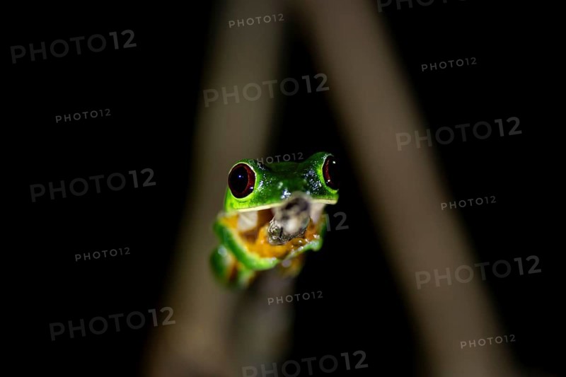 Red-eyed tree frog (Agalychnis callidryas), sitting on a branch, at night in the tropical rainforest, Puntarenas province, Costa Rica, Central America