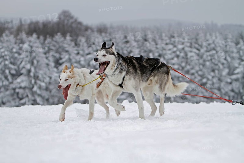 Sled dog race, Winterberg, Sauerland, North Rhine-Westphalia, Germany, snowy landscape, sled dogs, Europe