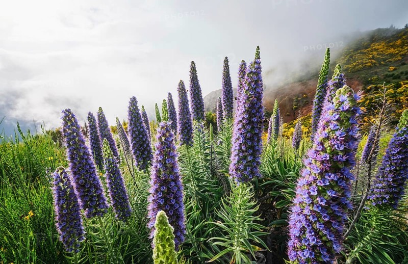 Madeira landscape with Pride of Madeira flowers and blooming Cytisus shrubs and mountains in clouds. Miradouros do Paredao, Madeira island, Portugal, Europe