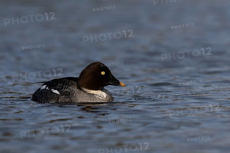 Common goldeneye (Bucephala clangula), Sweden, Europe
