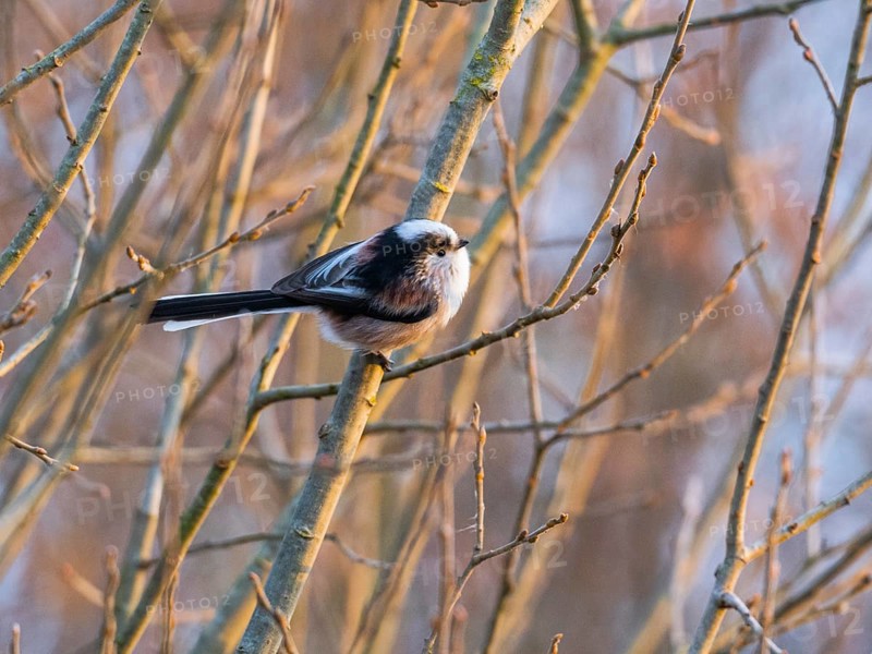 Long-tailed tit (Aegithalos caudatus) adult bird perched on a willow tree branch, in late winter evening light, Hesse, Germany, Europe