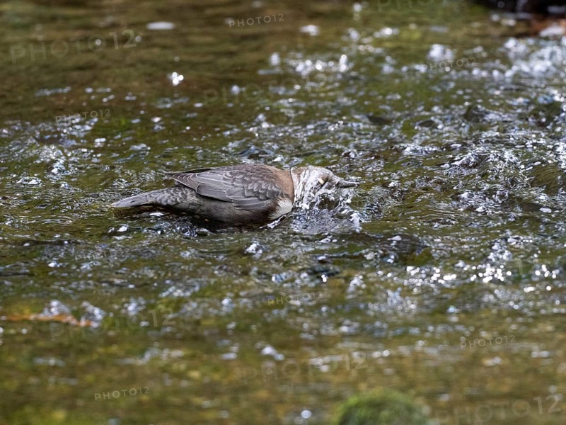 Common Dipper (Cinclus cinclus), adult bird walking through shallow water in a hill stream, with its head under the water, foraging for food, Hesse, Germany, Europe