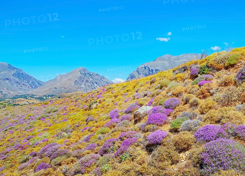 Wild thyme bushes blooming, Kourtaliótiko gorge, Rethymno, Crete, Greek Islands, Greece, Europe