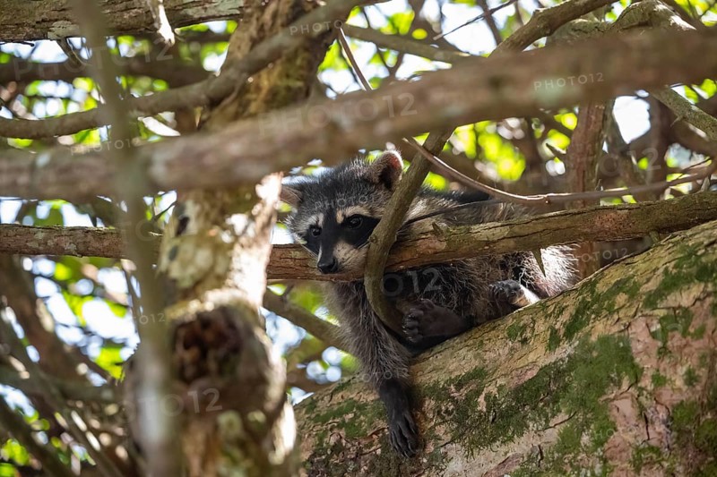 North American raccoon (Procyon lotor) sitting in a tree, Parque Nacional Cahuita, Costa Rica, Central America
