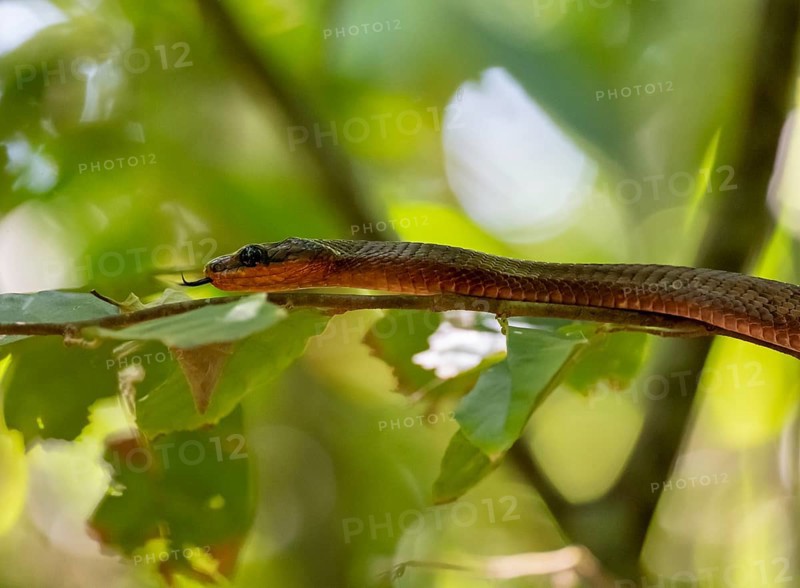 American whipsnake (Mastigodryas melanolomus), snake slithering on a branch, in the rainforest, Corcovado National Park, Osa, Puntarena Province, Costa Rica, Central America