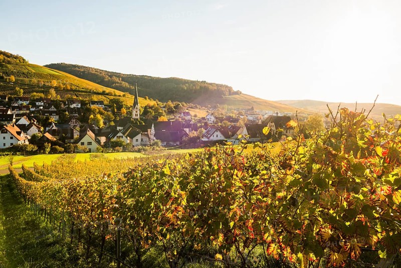 Hilly landscape and village with vineyards in autumn, sunset, Ebringen, near Freiburg im Breisgau, Markgräflerland, Black Forest, Baden-Württemberg, Germany, Europe
