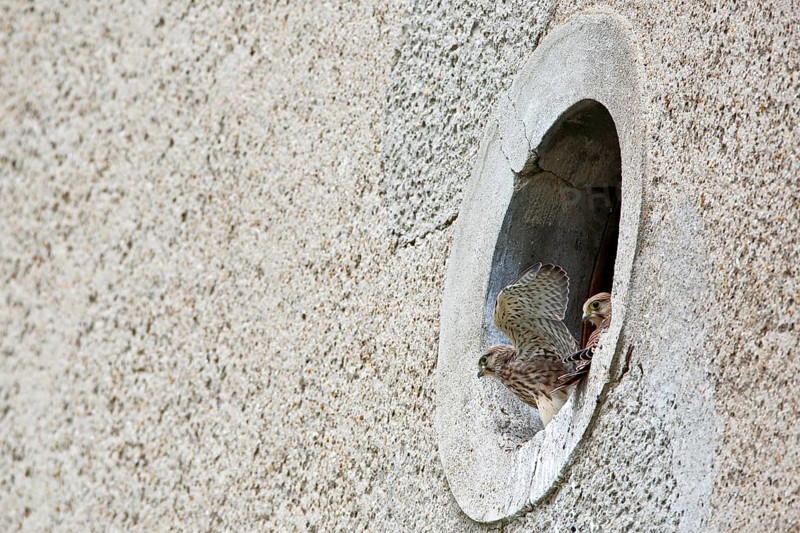Kestrel (Falco tinnunculus) at the breeding site, Common Kestrel at the entrance hole of a house wall, Dessau-Roßlau, Saxony-Anhalt, Germany, Europe
