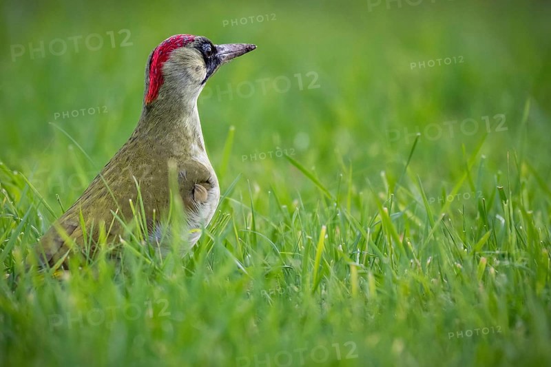 Green woodpecker (Picus viridis), young bird foraging in meadow, Rosensteinpark, Stuttgart, Baden-Württemberg, Germany, Europe