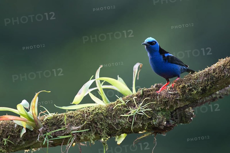 Turquoise Sunbird (Cyanerpes cyaneus), Costa Rica, Central America