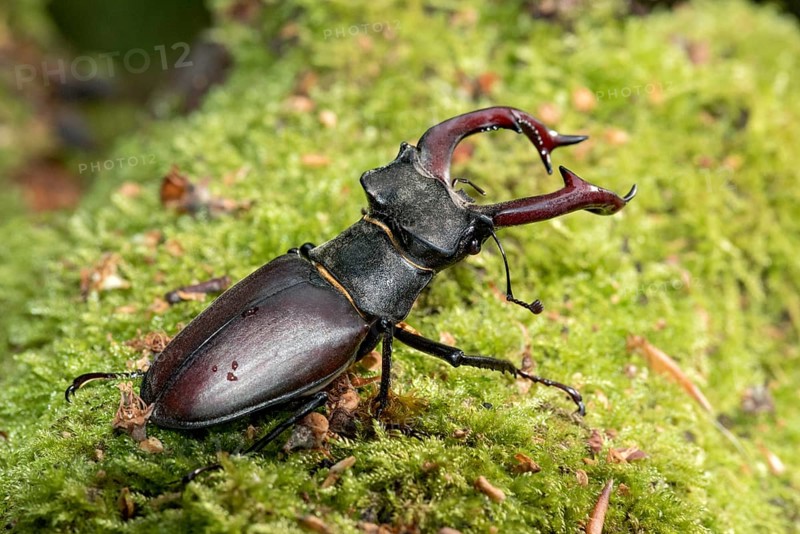 Stag beetle (Lucanus cervus), horned beetle, fire beetle, male with large mandibles, upper jaw, antlers, in the forest on moss on a tree stump, endangered species, species protection, nature conservation, rare, Raumertswald, Vogelsberg Volcanic Region nature park Park, Nidda, Wetterau, Hesse, Germany, Europe