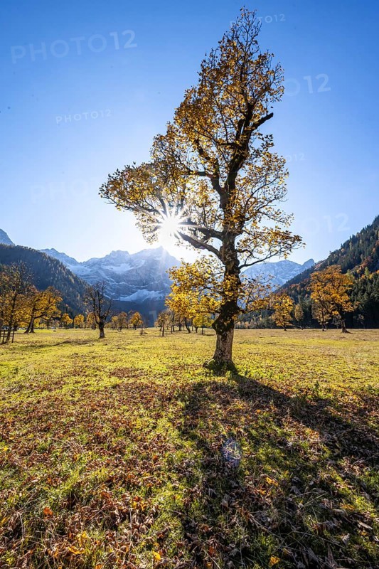 Sycamore maple with autumnal yellow foliage and Solaster endeca, large maple base in autumn, rocky mountain peaks behind, Rißtal in the Eng, Tyrol, Austria, Europe