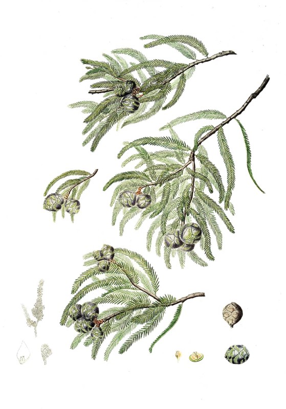 Bald cypress, Taxodium distichum, also Deciduous cypress, tree, digitally improved reproduction of an original by Aylmer Bourke Lambert (1761 - 1842), English botanist, published around 1810