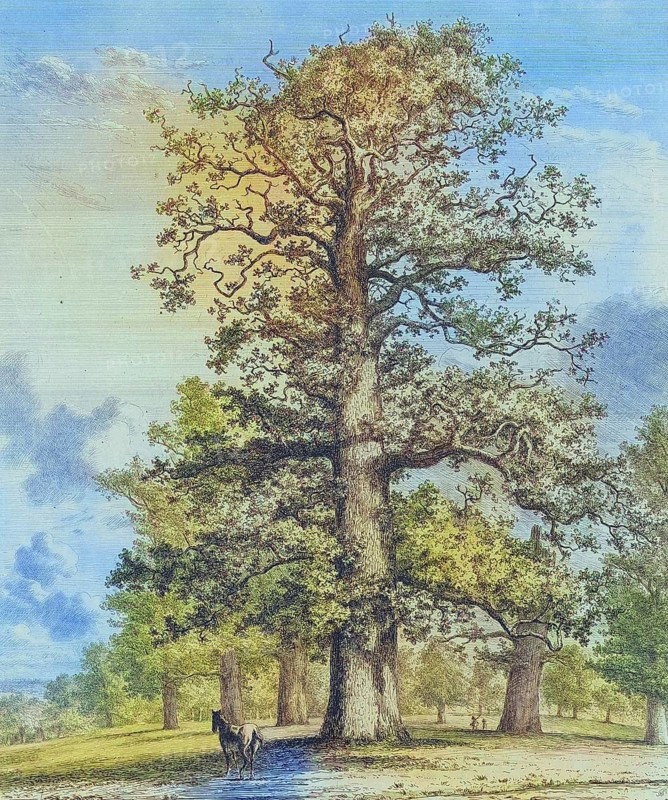 Famous old trees, The Tall Oak at Fredville, Fredville Park, has been known since the late 18th century for its magnificent trees, especially its oaks and chestnut trees, England, Historic, digitally restored reproduction from a 19th century original, coloured, Record date not stated