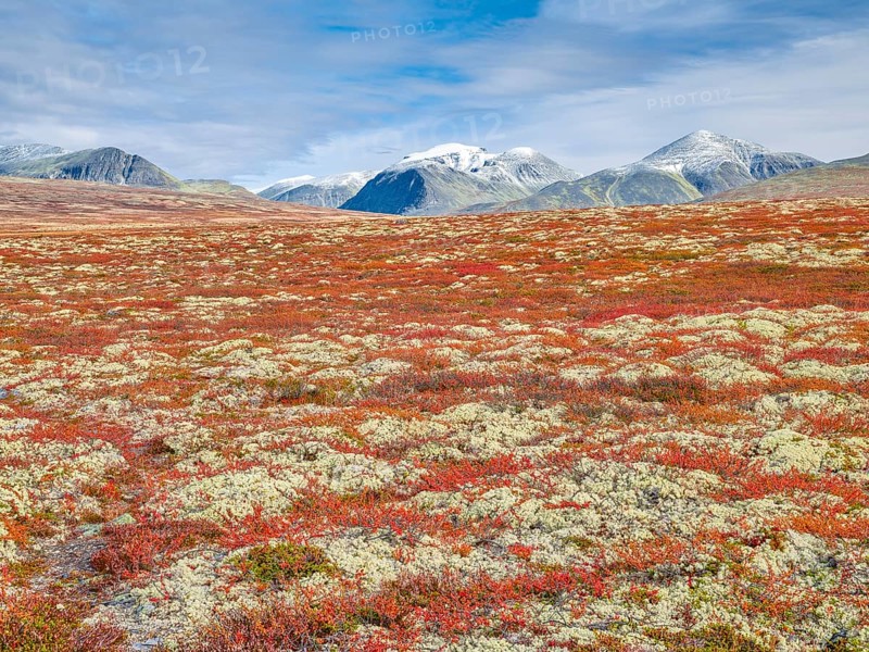 Autumn landscape in Rondane National Park, tundra, snowy peaks in the background, Oppland, Norway, Europe