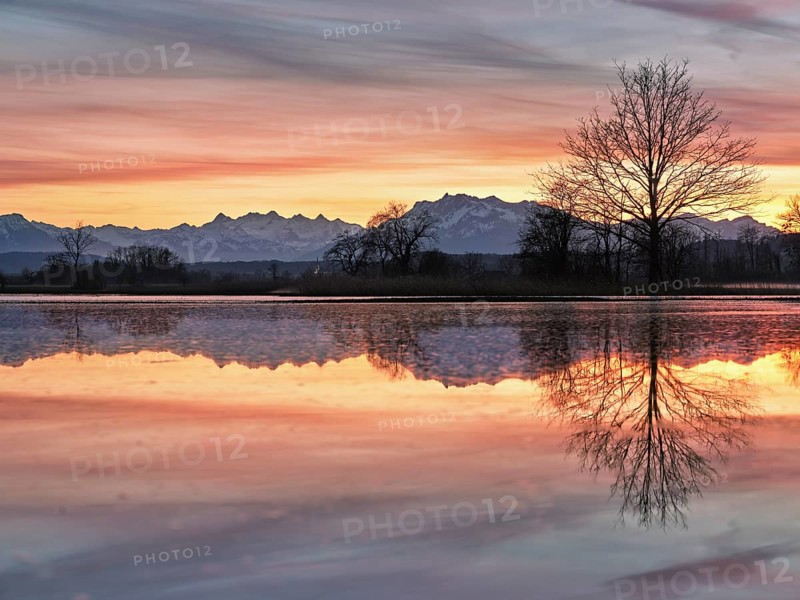 Pilatus reflected in the flooded nature reserve in the evening light, Reussspitz, Hünenberg, Canton Zug, Switzerland, Europe