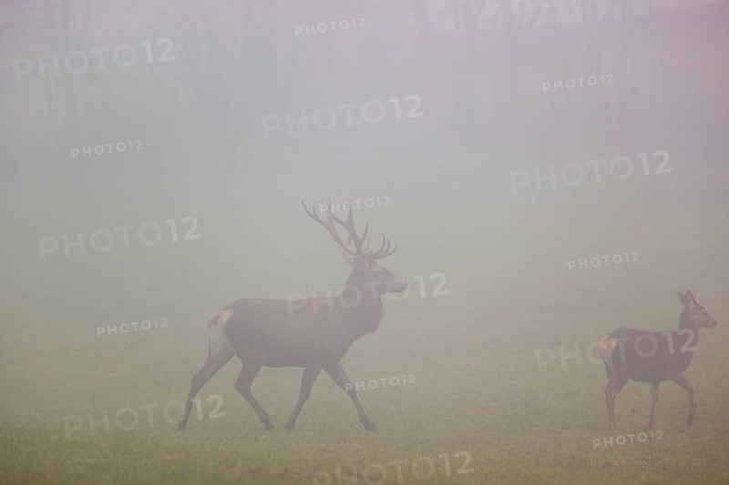A red deer stag (Cervus elaphus) and a hind run across a meadow at dawn in dense fog