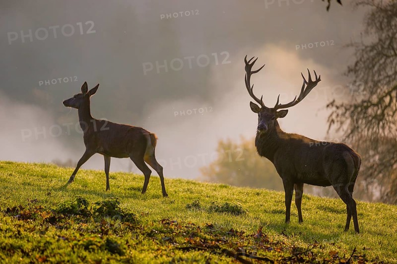A red deer hind and a stag (Cervus elaphus) stand backlit on a meadow. Early morning light with a forest in mist and fall foliage in the background