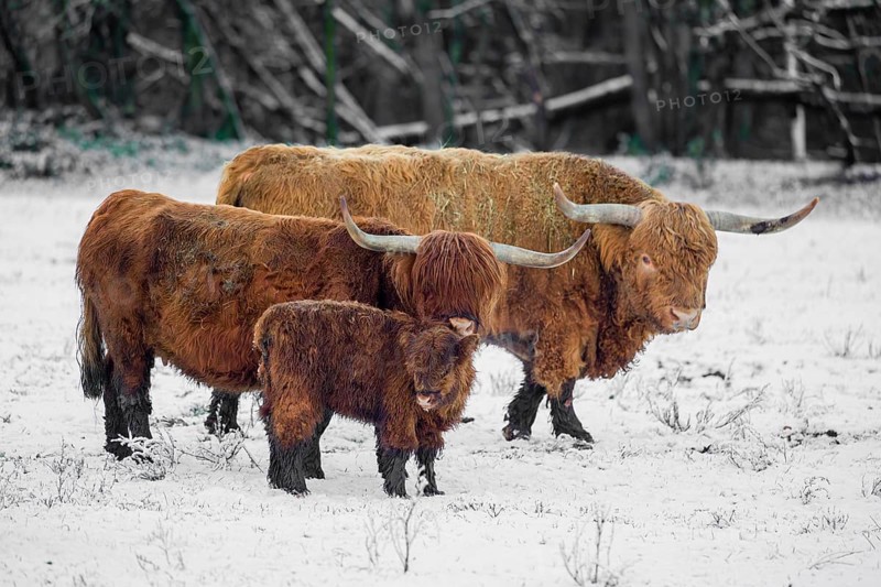 A family of Highland cattle (Bos primigenius), a bull, a cow and a calf are standing at the edge of the forest on a snow-covered pasture