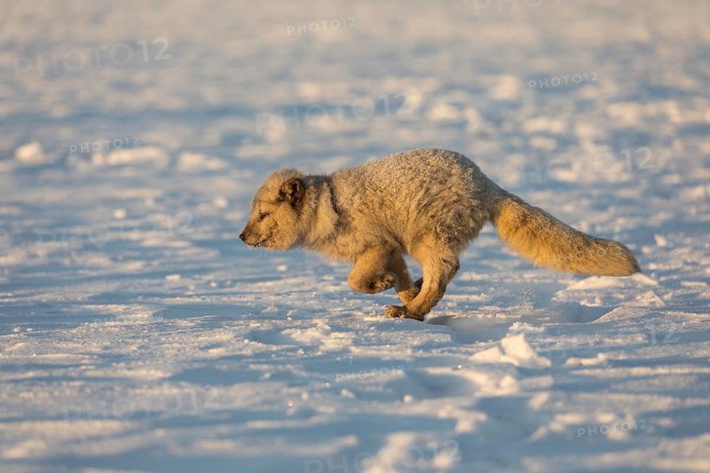 One arctic fox (Vulpes lagopus), (white fox, polar fox, or snow fox) running over a snow covered meadow in the first morning light at 17 degree Celsius below zero