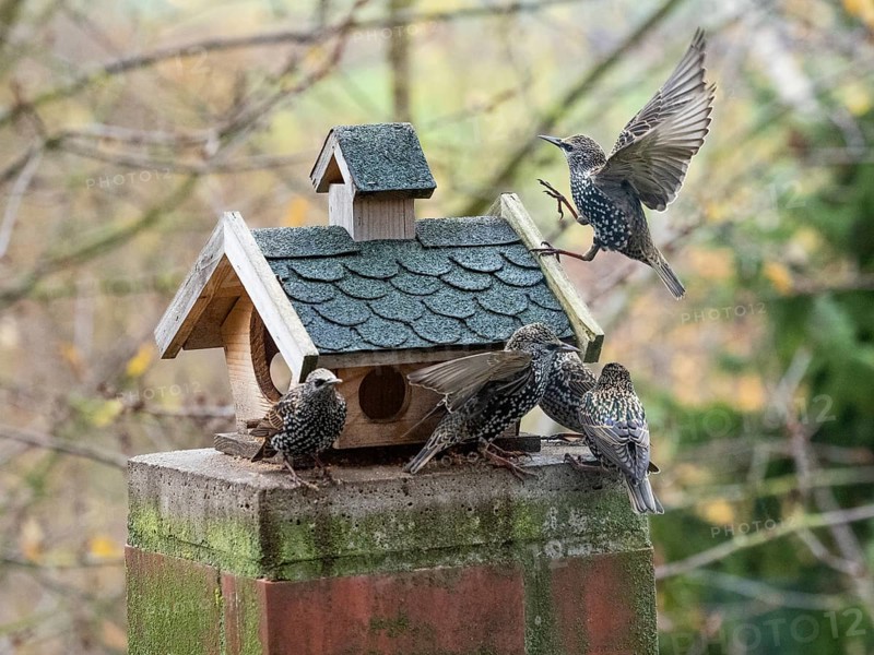 Common Starling, (Sturnus vulgaris), adult birds in winter plumage, feeding at a bird feeding station, Hesse, Germany, Europe