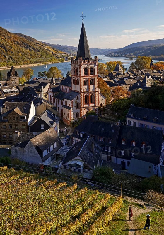 Autumn view of Bacharach on the Rhine with St. Peter's Church, UNESCO World Heritage Upper Middle Rhine Valley, Rhineland-Palatinate, Germany, Europe