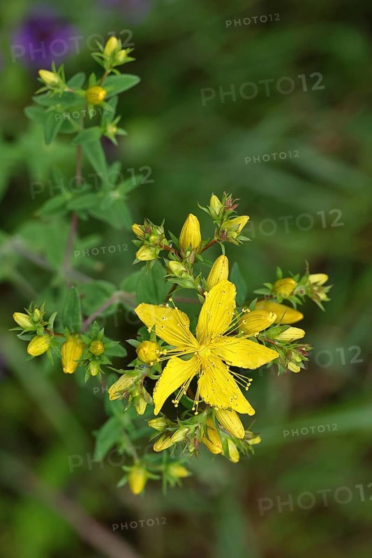 Common St John's wort (Hypericum perforatum), spotted St John's wort or common St John's wort (Hypericum perforatum), blood herb, St John's wort, spotted St John's wort, medicinal plant, close-up of a flower, Wilnsdorf, North Rhine-Westphalia, Germany, Europe