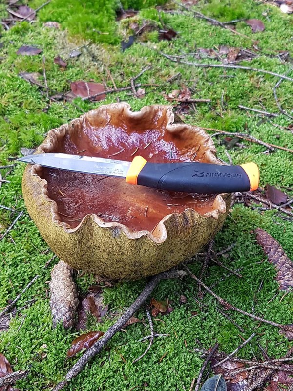 Boletus (Boletus edulis) large specimen, comparison with a knife, Allgäu, Bavaria, Germany, Allgäu, Bavaria, Germany, Europe