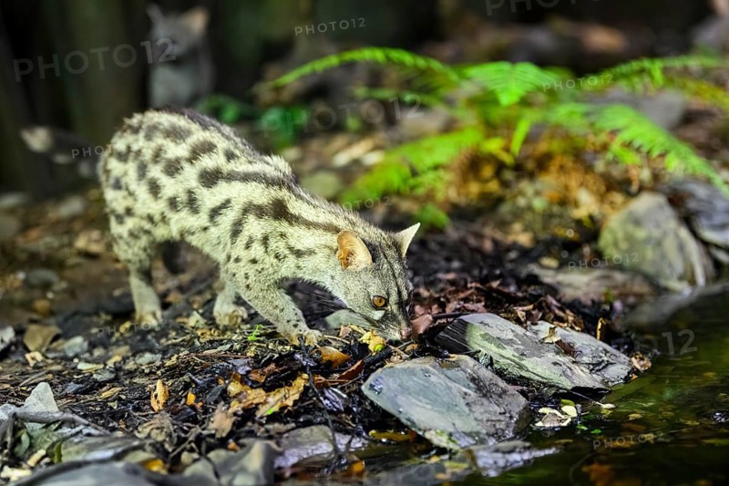 Common genet (Genetta genetta) at the shore of a lake, wildlife in a forest, Montseny National Park, Catalonia, Spain, Europe