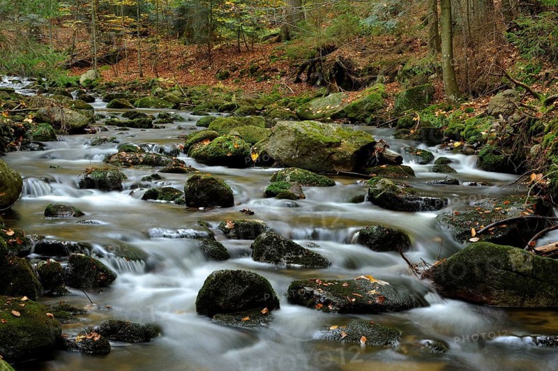 A forest stream flows through an area covered with stones, surrounded by autumn trees, Kleine Ohe, Bavarian Forest National Park