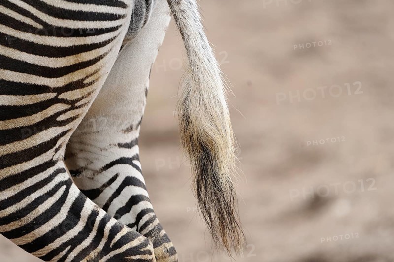 Close-up of a zebra with striped coat and tail in a natural environment, Grevy's zebra (Equus grevyi), captive