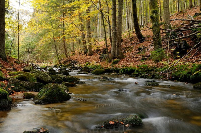 A stream meanders through an autumnal forest, surrounded by bright foliage, Kleine Ohe, Bavarian Forest National Park