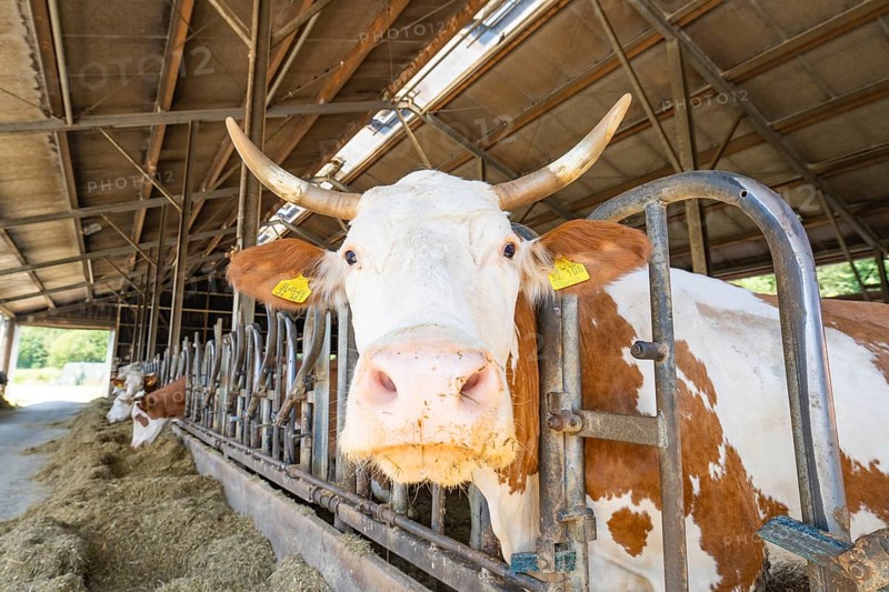 A cow is being fed in the barn and looks directly into the camera. Yellow ear tag and metal grid, Haselstaller Hof, Gechingen, Black Forest, Germany, Europe