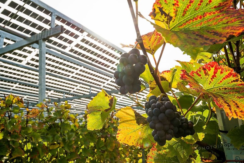 Solar plant in the vineyard, solar cells, solar modules, solar power plant, photovoltaic plant, Blankenhornsberg, near Ihringen, Kaiserstuhl, Baden-Württemberg, Germany, Europe