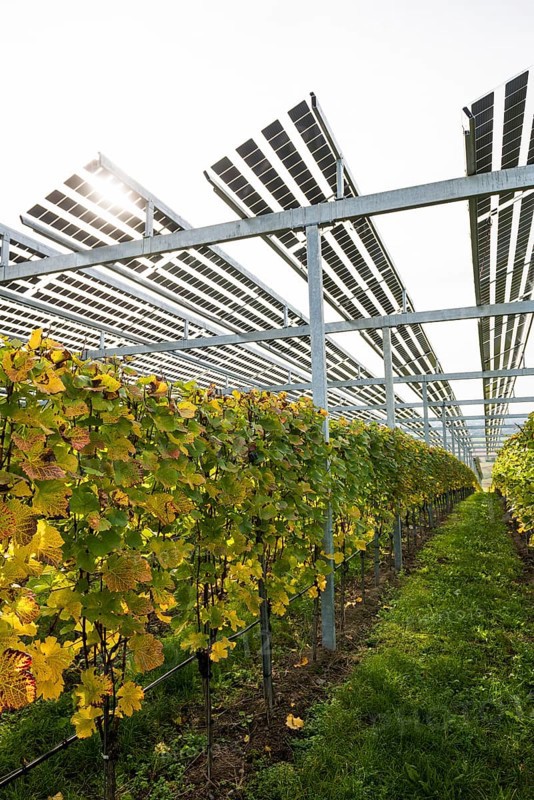 Solar plant in the vineyard, solar cells, solar modules, solar power plant, photovoltaic plant, Blankenhornsberg, near Ihringen, Kaiserstuhl, Baden-Württemberg, Germany, Europe