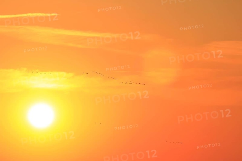 Evening sky at the Baltic Sea near Peenemünde, cranes, September, Mecklenburg-Western Pomerania, Germany, Europe