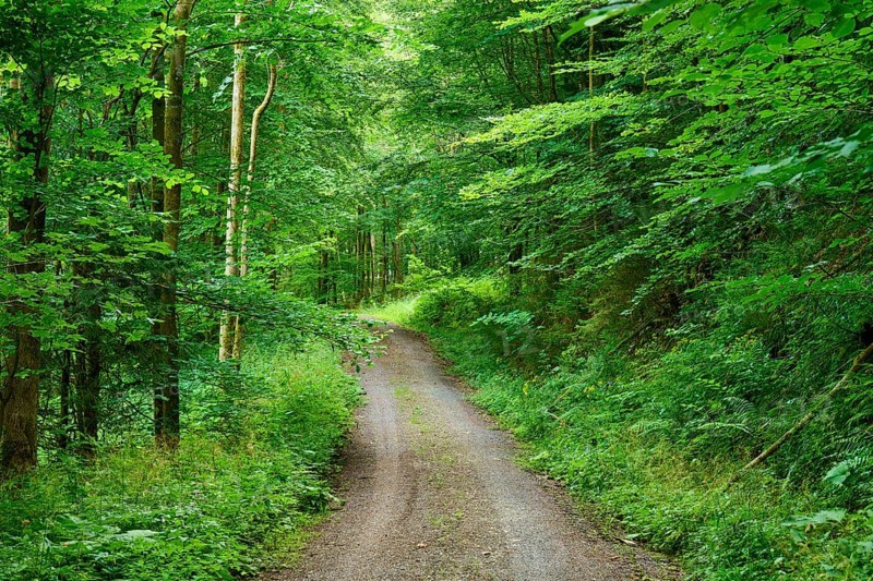 A quiet forest path leads through dense green trees, surrounded by lush foliage and nature, Oberelsbach, Rhön-Grabfeld, Rhön, Bavaria, Germany, Europe