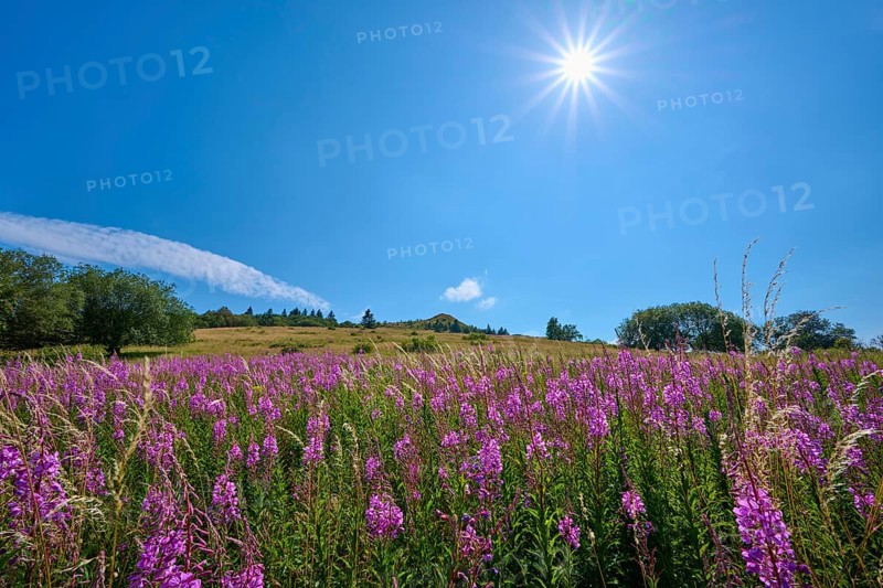 Blooming sally (Epilobium angustifolium), meadow under a bright sun and blue sky, Abtsroder Kuppe, Abtsroda, Wasserkuppe, Rhön, Hesse, Germany, Europe