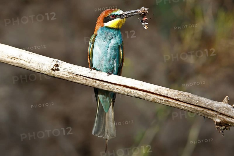 Bee-eater (Merops apiaster), bird on perch with insect in beak, Salzlandkreis, Saxony-Anhalt, Germany, A bee-eater sits on a branch and holds a prey in its beak with blurred background, Bee-eater (Merops apiaster), bird on perch with insect in beak, Salzlandkreis, Saxony-Anhalt, Germany, Europe