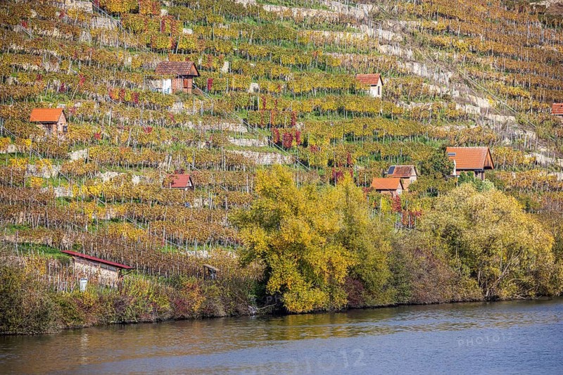 Steep vineyards with vineyard cottages in autumn, landscape on the banks of the Neckar between Mühlhausen and Hofen. Stuttgart, Baden-Württemberg, Germany, Europe