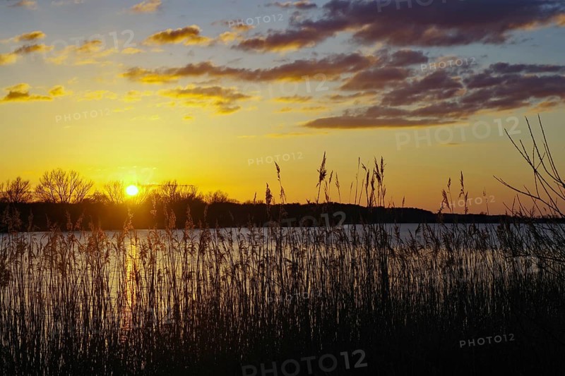 Sunset over a lake with reeds in the foreground and colourful sky, Lake Gartow, Gartow, Wendland, Lower Saxony, Germany, Europe