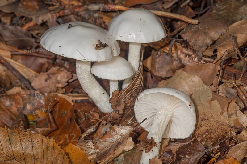 Ivory snails (Hygrophorus eburneus) in deciduous forest on autumnal leaf soil with small flies, Baden-Württemberg, Germany, Europe