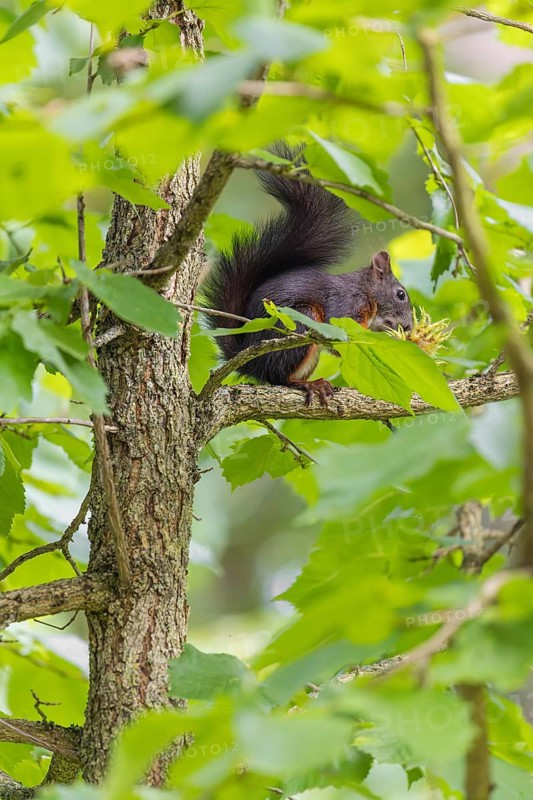 A  squirrel or Eurasian  squirrel (Sciurus vulgaris) eats from a Corylus colurna