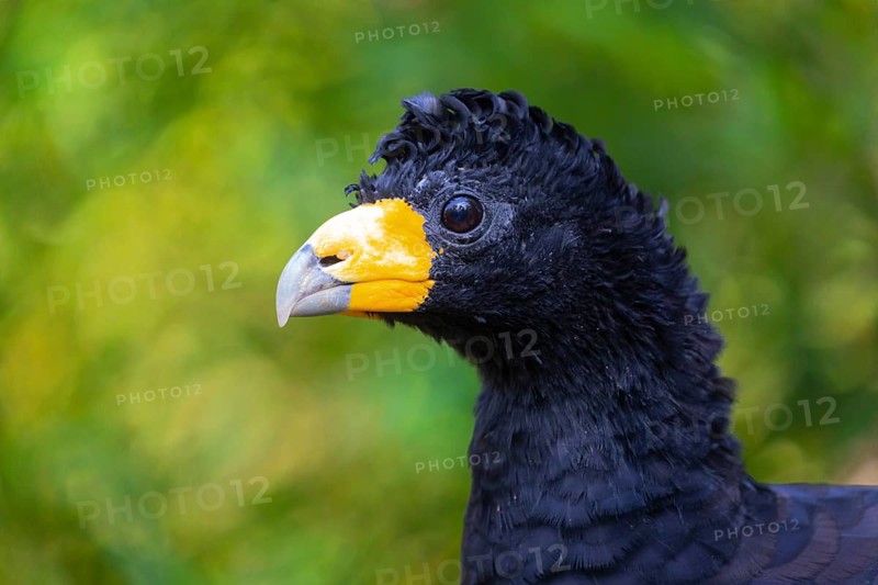 Portrait of a black curassow (Crax alector), also known as the crested curassow and the smooth-billed curassow