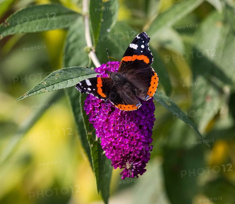 Red Admiral (Vanessa atalanta), butterfly feeding on Buddleia flowers, Hesse, Germany, Europe