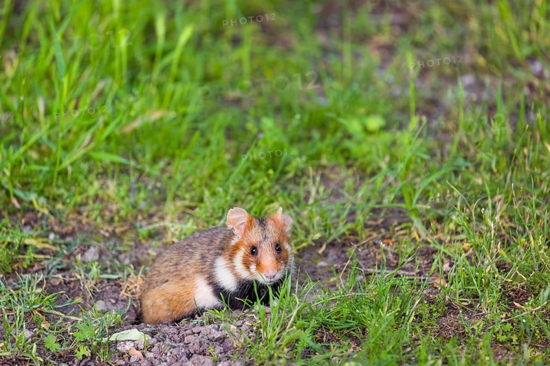 A European hamster (Cricetus cricetus), Eurasian hamster, black-bellied hamster or common hamster, standing tall in high grass, watching his surrounding for enemies and other hamsters