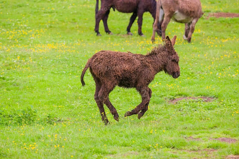 A mixed breed donkey foal runs across a green meadow