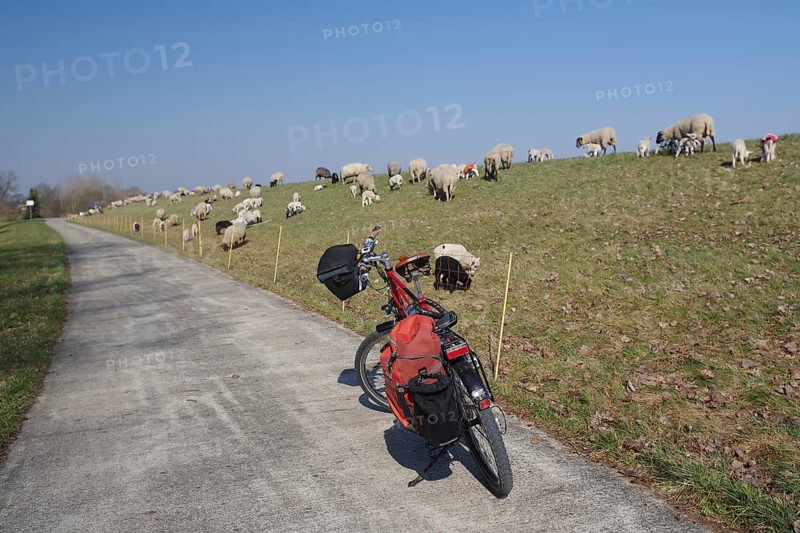A bicycle next to a dyke on which many sheep are grazing, Elbe dyke, Hitzacker, Damnatz, Wendland, Lower Saxony, Germany, Europe