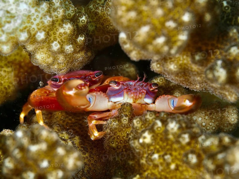 Red and orange crab, purple coral crab (Trapezia cymodoce), between brown corals in close-up, dive site Puri Jati, Umeanyar, Bali, Indonesia, Asia