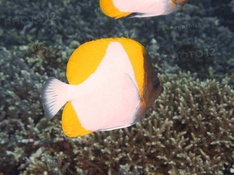 Close-up of a yellow-white fish, Pyramid butterflyfish (Hemitaurichthys polylepis), in front of corals, dive site Toyapakeh, Nusa Ceningan, Nusa Penida, Bali, Indonesia, Asia