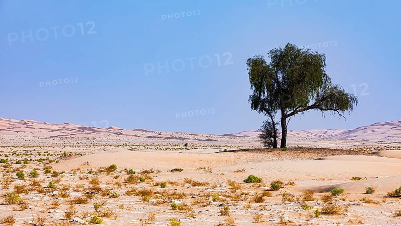 Green tree in a plain of the Rub al Khali desert, Dhofar province, Arabian Peninsula, Sultanate of Oman